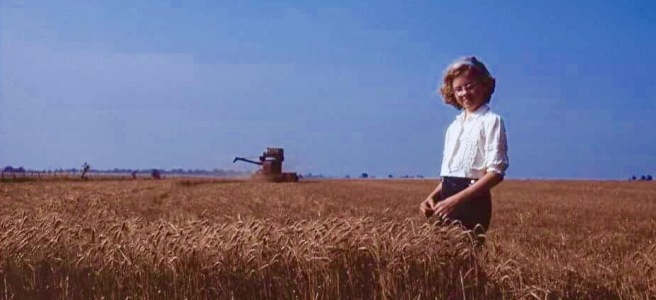 young girl standing in a wheat field
